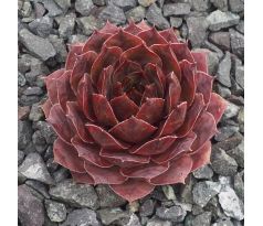 Sempervivum PACIFIC MAYFAIR IMP