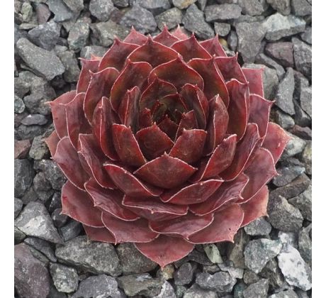 Sempervivum PACIFIC MAYFAIR IMP