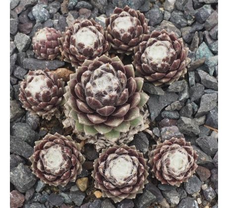 Sempervivum PACIFIC RIM