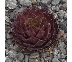 Sempervivum RED CROSS