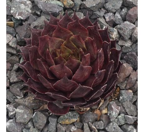 Sempervivum RED CROSS