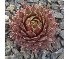 Sempervivum RED  FLUSH