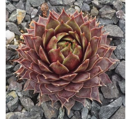 Sempervivum RED  FLUSH