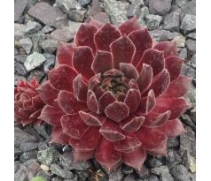 Sempervivum PASSIONATA