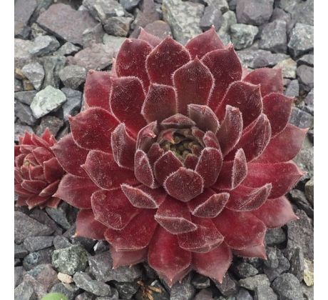 Sempervivum PASSIONATA