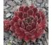 Sempervivum PASSIONATA