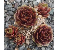 Sempervivum KERSTIN