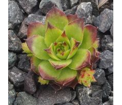 Sempervivum PFÄLZER GIGANT