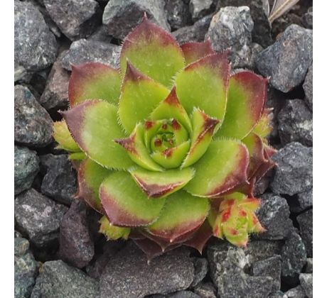 Sempervivum PFÄLZER GIGANT