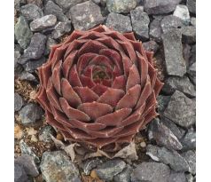 Sempervivum LENTEVUUR