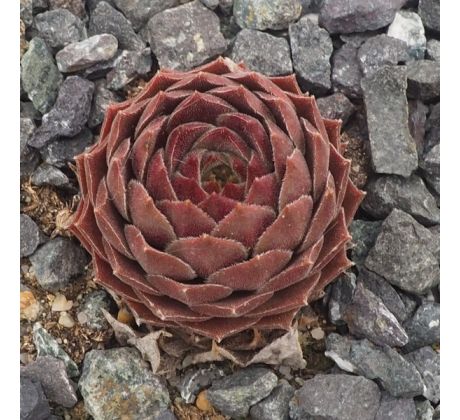 Sempervivum LENTEVUUR