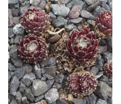 Sempervivum PFÄLZER TRÄUBCHEN