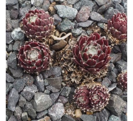 Sempervivum PFÄLZER TRÄUBCHEN