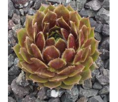 Sempervivum MAGIC SPELL