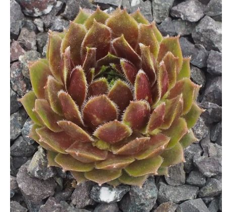 Sempervivum MAGIC SPELL