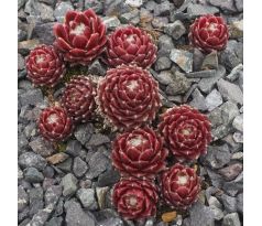 Sempervivum MAIGRET