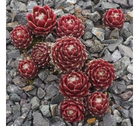 Sempervivum MAIGRET