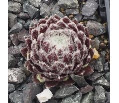 Sempervivum MAJESTIC