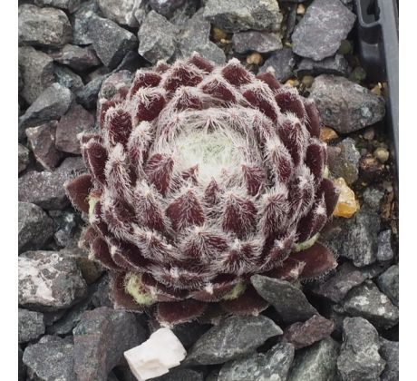 Sempervivum MAJESTIC