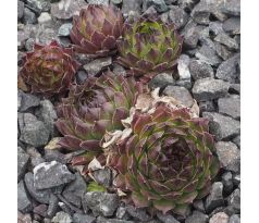 Sempervivum MALBY`S