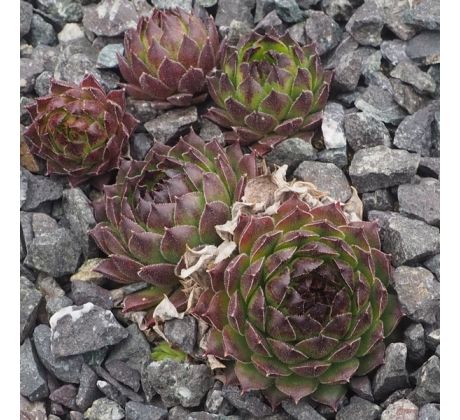 Sempervivum MALBY`S