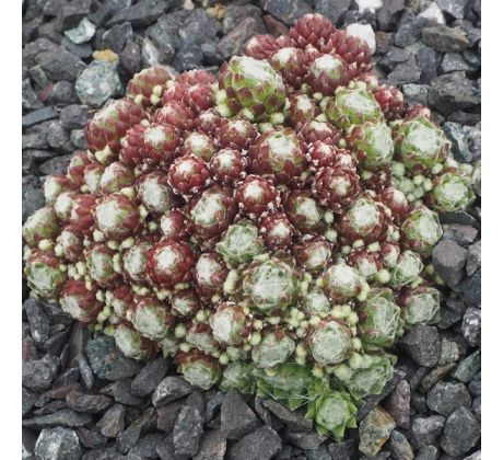 Sempervivum MANURO