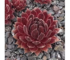 Sempervivum MAREA