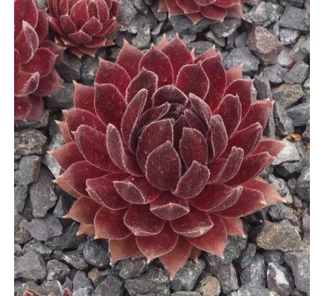 Sempervivum MAREA