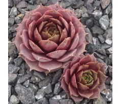 Sempervivum MARY ANN