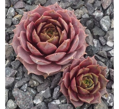 Sempervivum MARY ANN