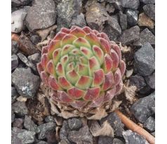 Sempervivum MATTERHORN