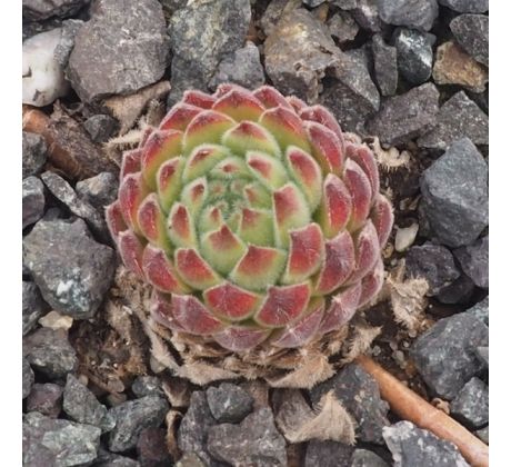 Sempervivum MATTERHORN