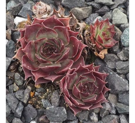 Sempervivum MAVIS