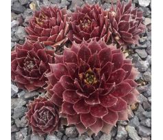 Sempervivum MAYFAIR