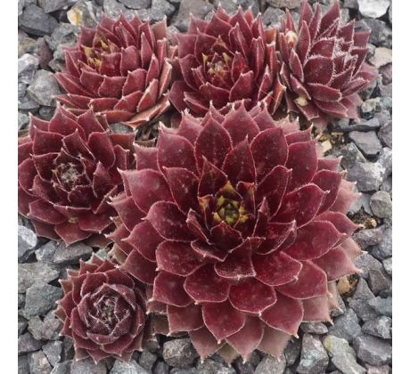 Sempervivum MAYFAIR