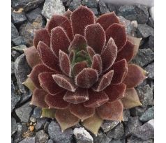 Sempervivum MEIKEMINNE