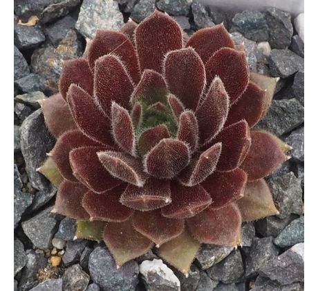 Sempervivum MEIKEMINNE