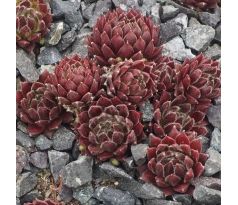 Sempervivum MELODIE