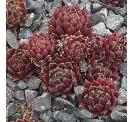 Sempervivum MELODIE