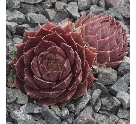 Sempervivum MENUETT