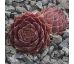 Sempervivum MENUETT