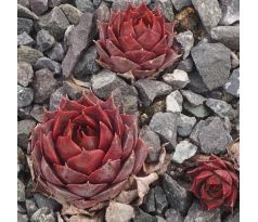 Sempervivum MERCURY