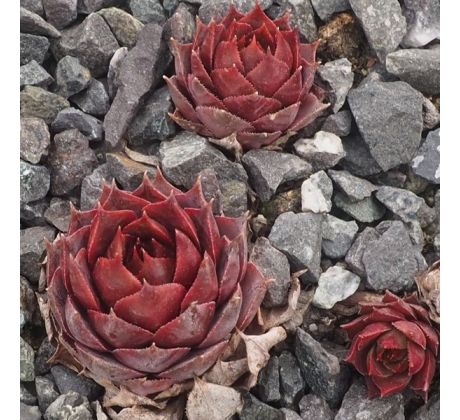 Sempervivum MERCURY