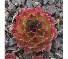 Sempervivum MERKUR