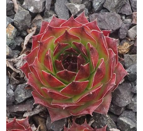 Sempervivum MERKUR