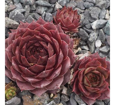 Sempervivum MERLIN