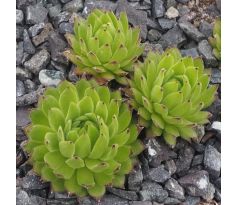 Sempervivum MIDAS GREEN