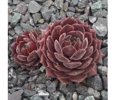 Sempervivum MIMI