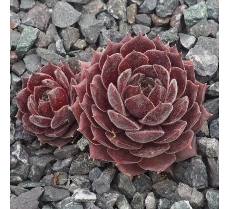 Sempervivum MIMI