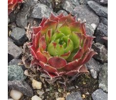 Sempervivum MINUS